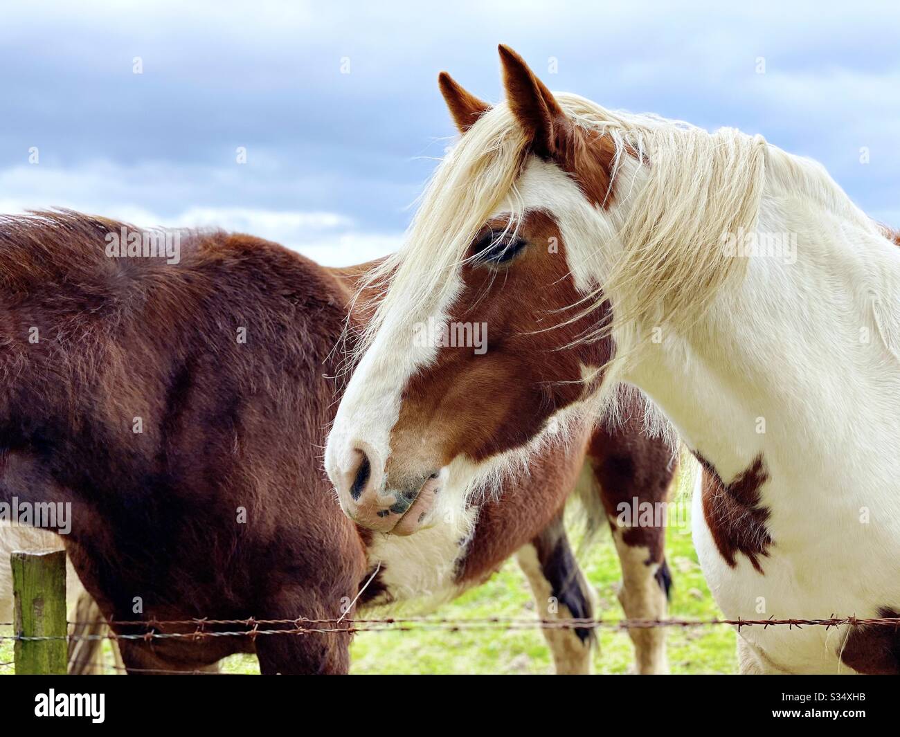 Bellissimo e tranquillo cavallo in un paddock. Ritratto di bestiame addomesticato nel terreno agricolo rurale. Cavallo bianco con cerotti marroni in piedi da recinzione a filo spinato - Immagine stock catturata con smartphone