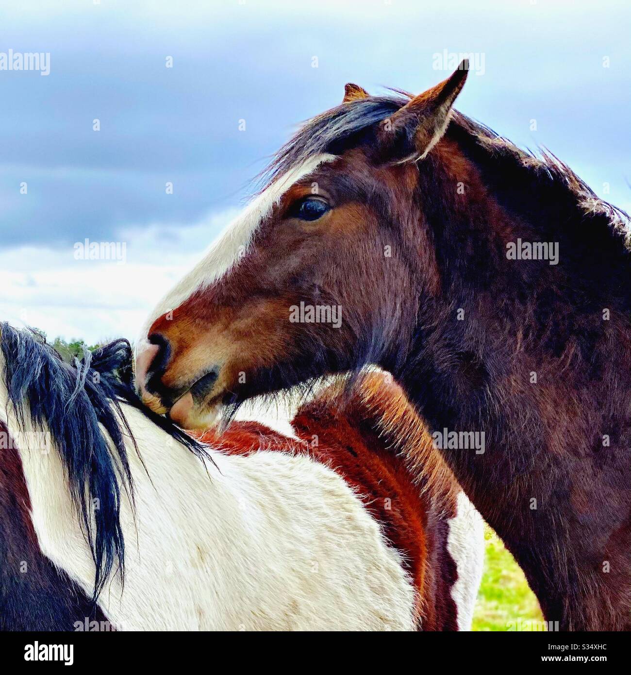 Bellissimo e tranquillo cavallo in un paddock. Ritratto di bestiame addomesticato nel terreno agricolo rurale. Cavallo di castagno con muso bianco. Colpo di testa con profilo laterale - Immagine stock catturata con smartphone