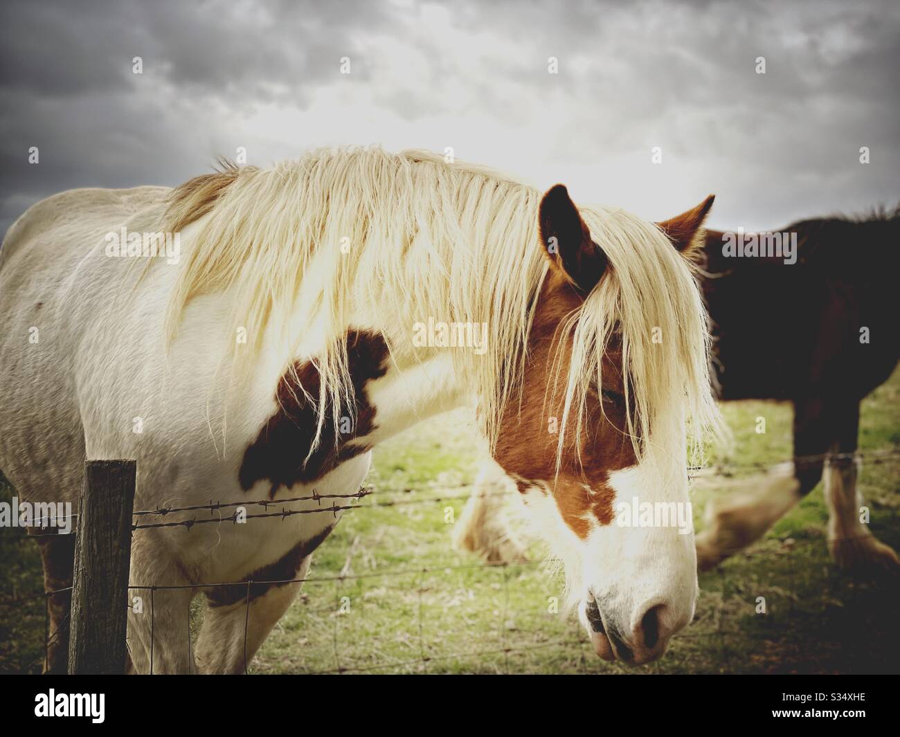 Bellissimo e tranquillo cavallo in un paddock. Ritratto di bestiame addomesticato nel terreno agricolo rurale. Cavallo bianco con macchie marroni in piedi da recinzione sotto un cielo grigio moody - Immagine stock catturata con smartphone