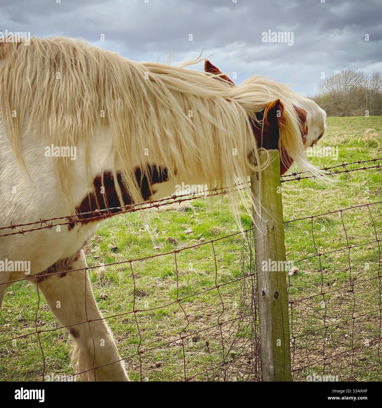 Bellissimo e tranquillo cavallo in un paddock. Ritratto di bestiame addomesticato nel terreno agricolo rurale. Cavallo bianco con macchie marroni che graffiano la testa contro il palo della recinzione - Immagine stock catturata con smartphone