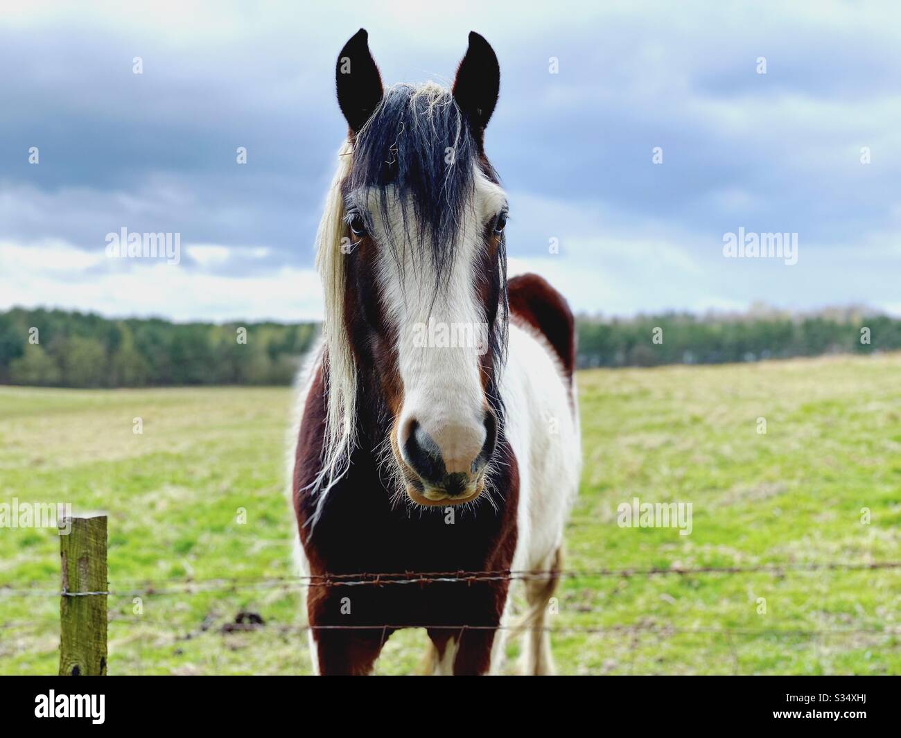 Bellissimo e tranquillo cavallo in un paddock. Ritratto di bestiame addomesticato nel terreno agricolo rurale. Vista frontale di un cavallo marrone e bianco con spazio copia - Immagine stock catturata con smartphone