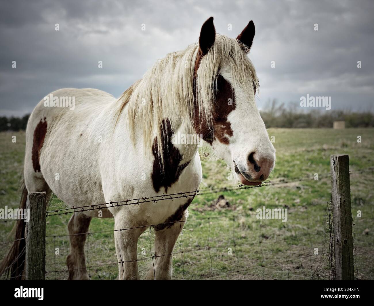 Bellissimo e tranquillo cavallo in un paddock. Ritratto di bestiame addomesticato nel terreno agricolo rurale. Cavallo bianco con macchie marroni sotto un cielo grigio - Immagine stock catturata con smartphone