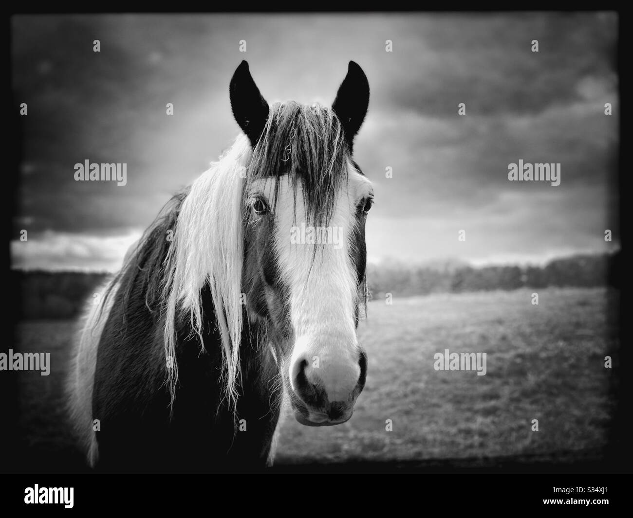 Bellissimo e tranquillo cavallo in un paddock. Ritratto di bestiame addomesticato nel terreno agricolo rurale. Modifica in bianco e nero con spazio di copia - Immagine stock catturata con smartphone
