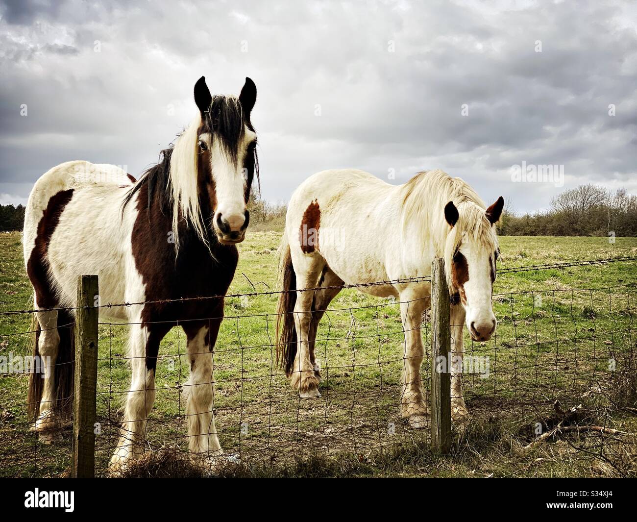 Bellissimo e tranquillo cavallo in un paddock. Ritratto di bestiame addomesticato nel terreno agricolo rurale. Due cavalli curiosi in piedi da recinzione di filo spinato - Immagine stock catturata con smartphone