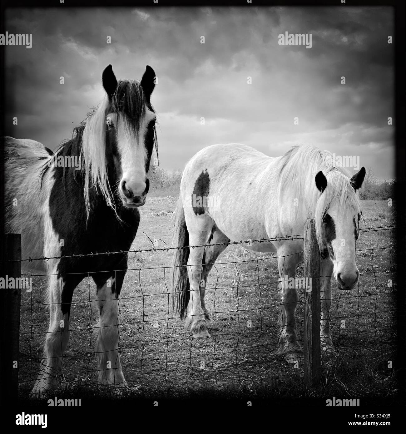 Bellissimo e tranquillo cavallo in un paddock. Ritratto di bestiame addomesticato nel terreno agricolo rurale. Due cavalli curiosi in piedi da recinzione di filo spinato. Modifica in bianco e nero - Immagine stock catturata con smartphone