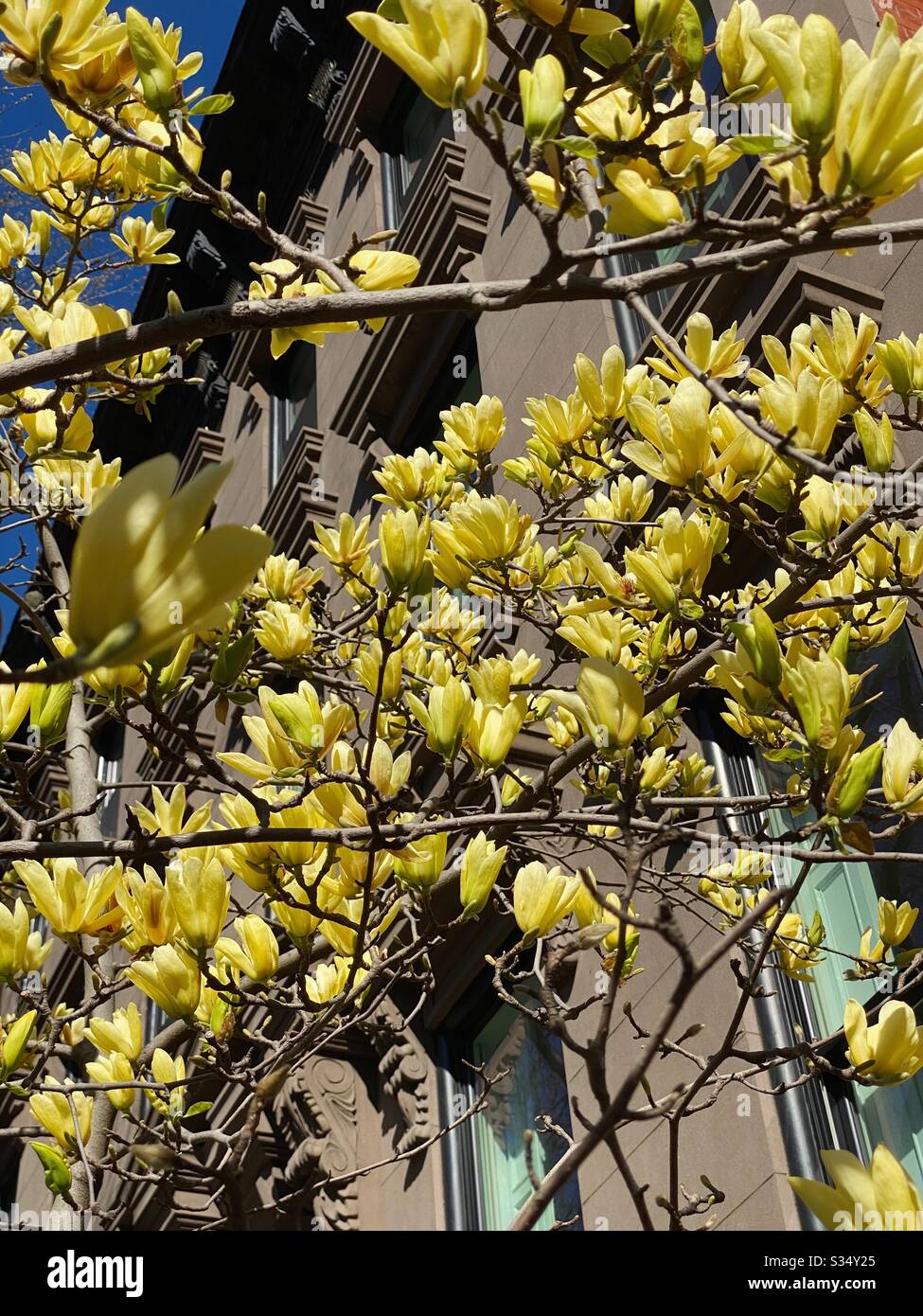 Giallo Magnolia albero in fiore, Brooklyn, New York, Stati Uniti. Foto Stock