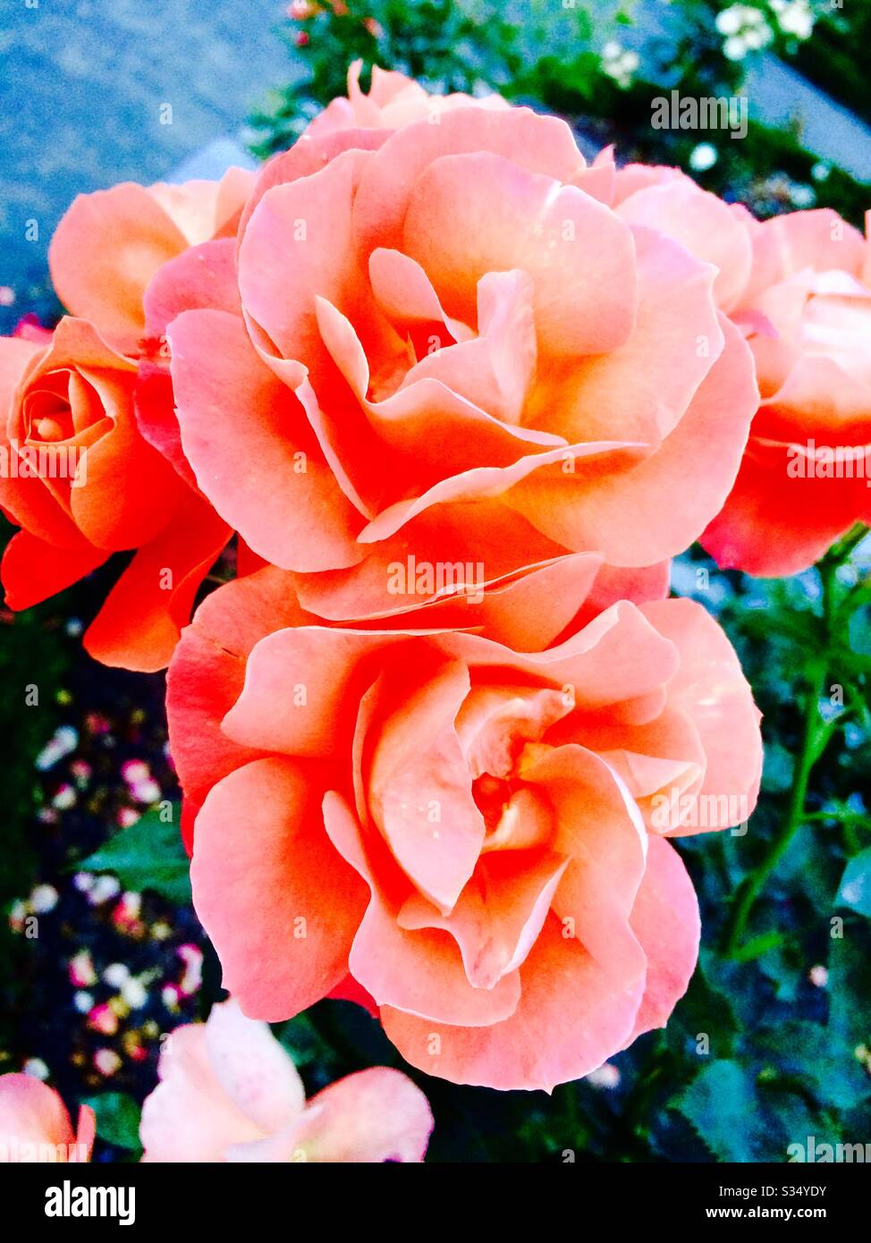 Belle rose nei giardini botanici di Christchurch. South Island, Nuova Zelanda Foto Stock