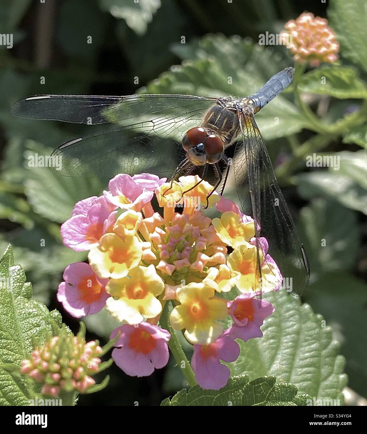 Macro di una libellula blu sui fiori di lantana - Immagine stock catturata con smartphone