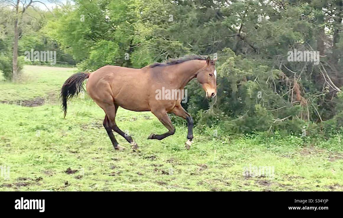 Galopping di cavalli della baia Foto Stock