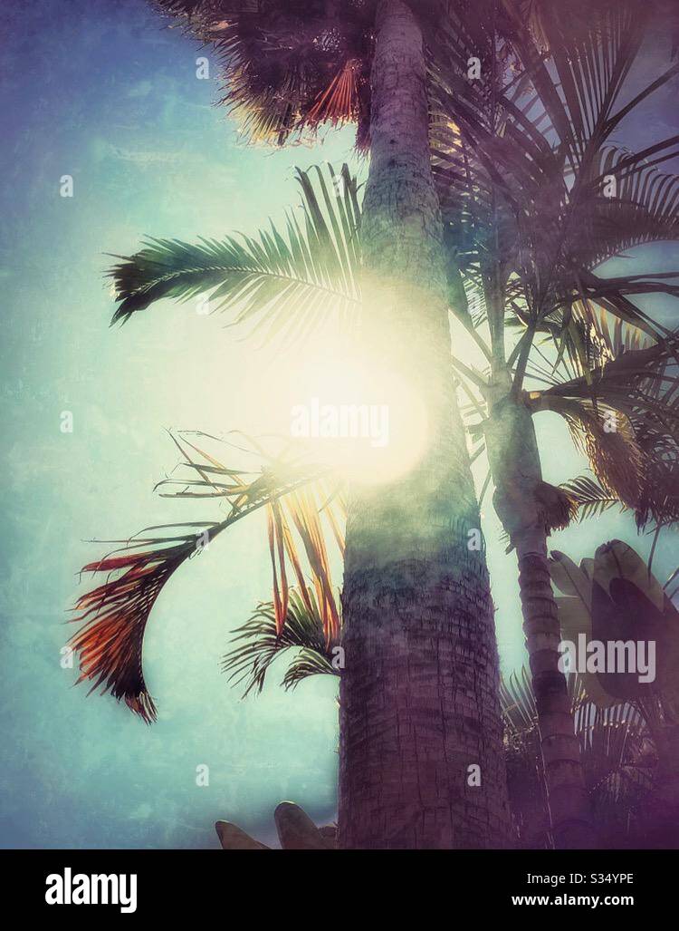 Il sole splende attraverso i rami di palma in una Domenica delle Palme trascorsa nell'isolamento domestico. Foto Stock