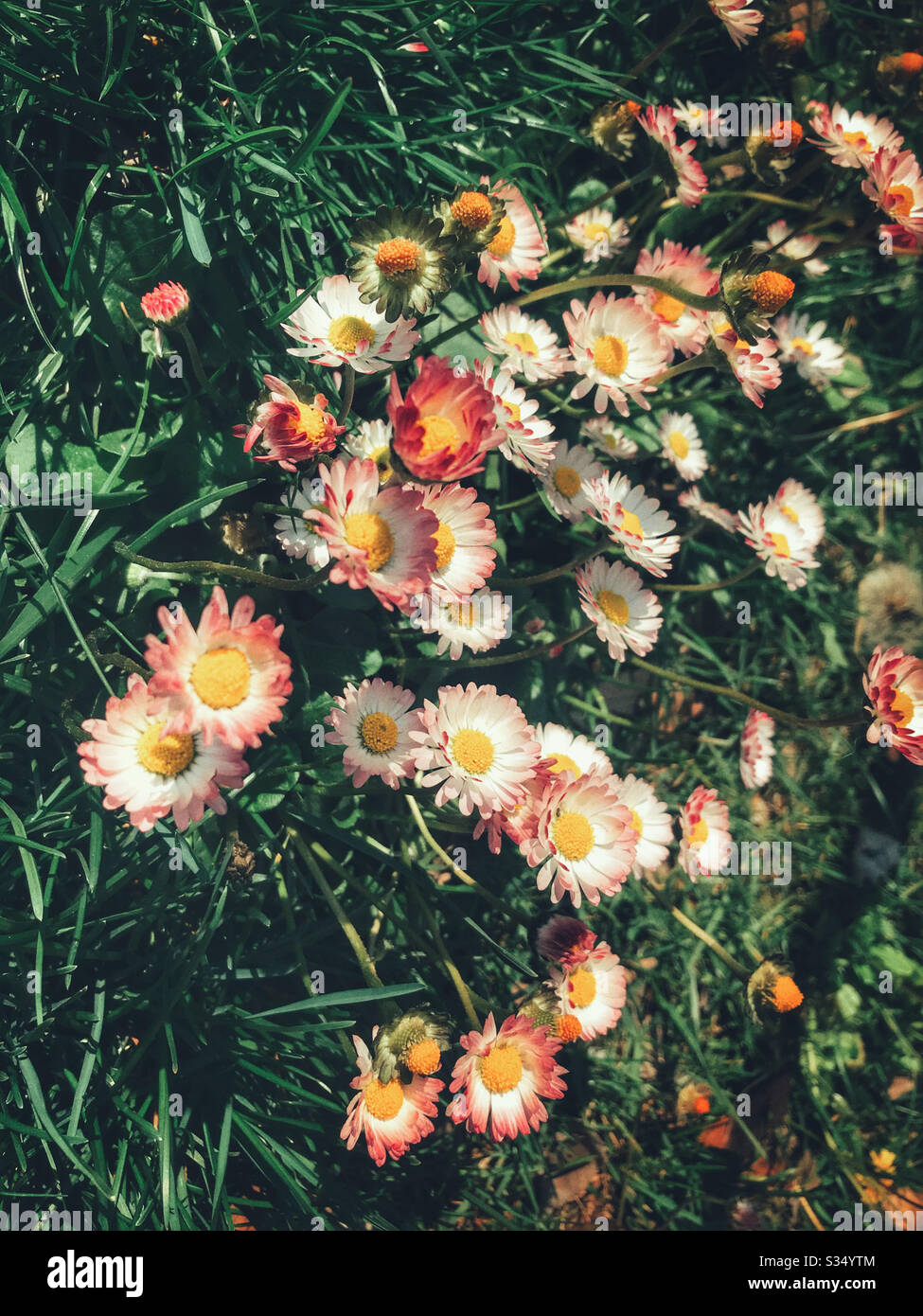 Wild fiori di primavera Foto Stock