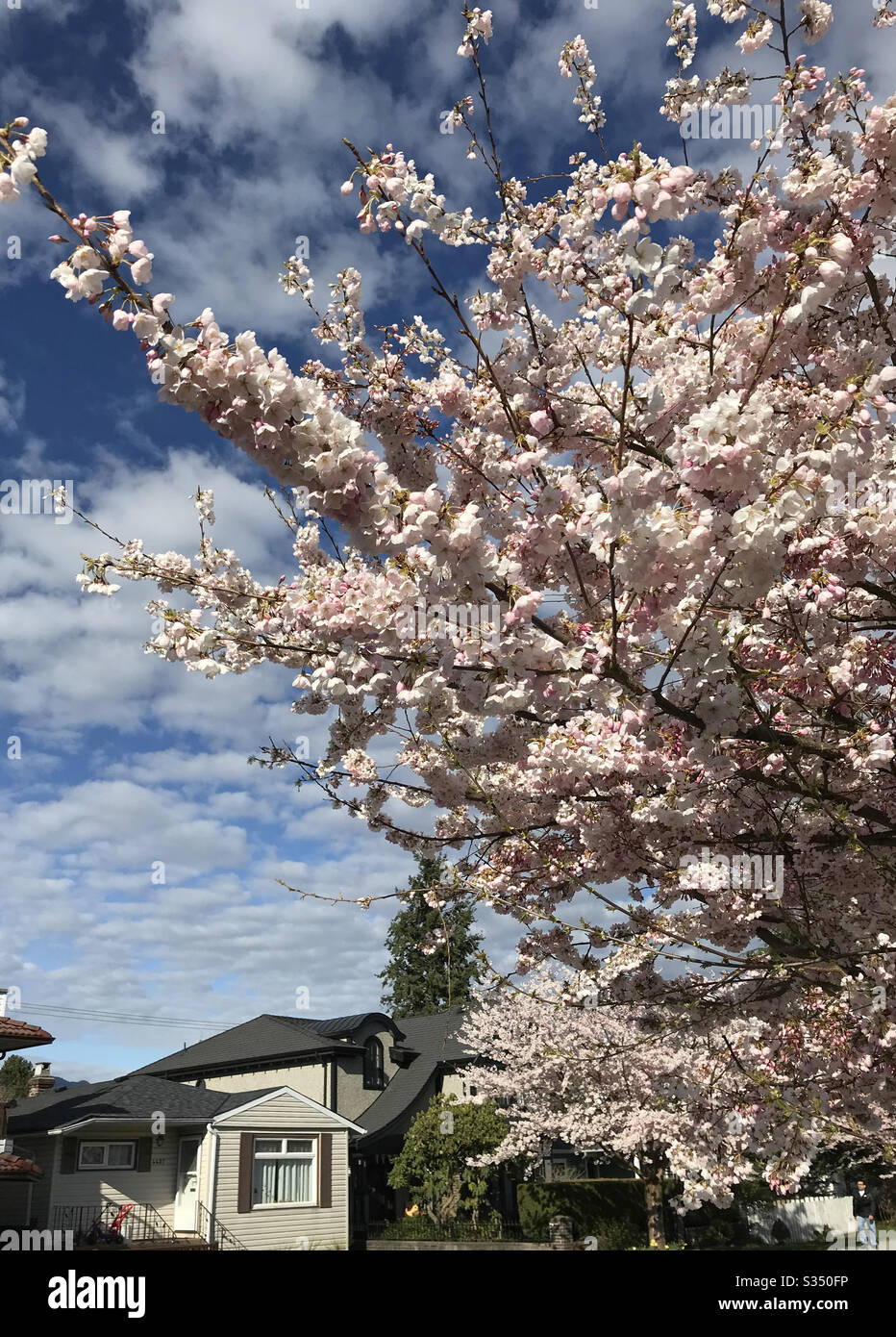 Fiori ornamentali di ciliegio fioriscono su alberi in un quartiere Metro Vancouver nella primavera 2020. Foto Stock