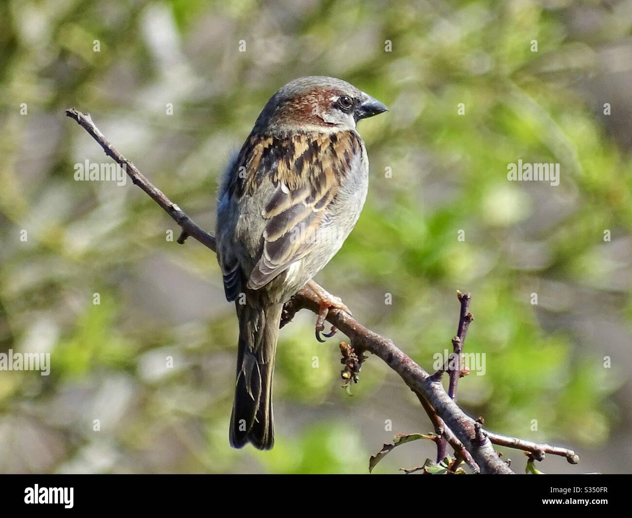 Sparrow hedge appollaiato su un ramo nel sole di primavera in Inghilterra Foto Stock