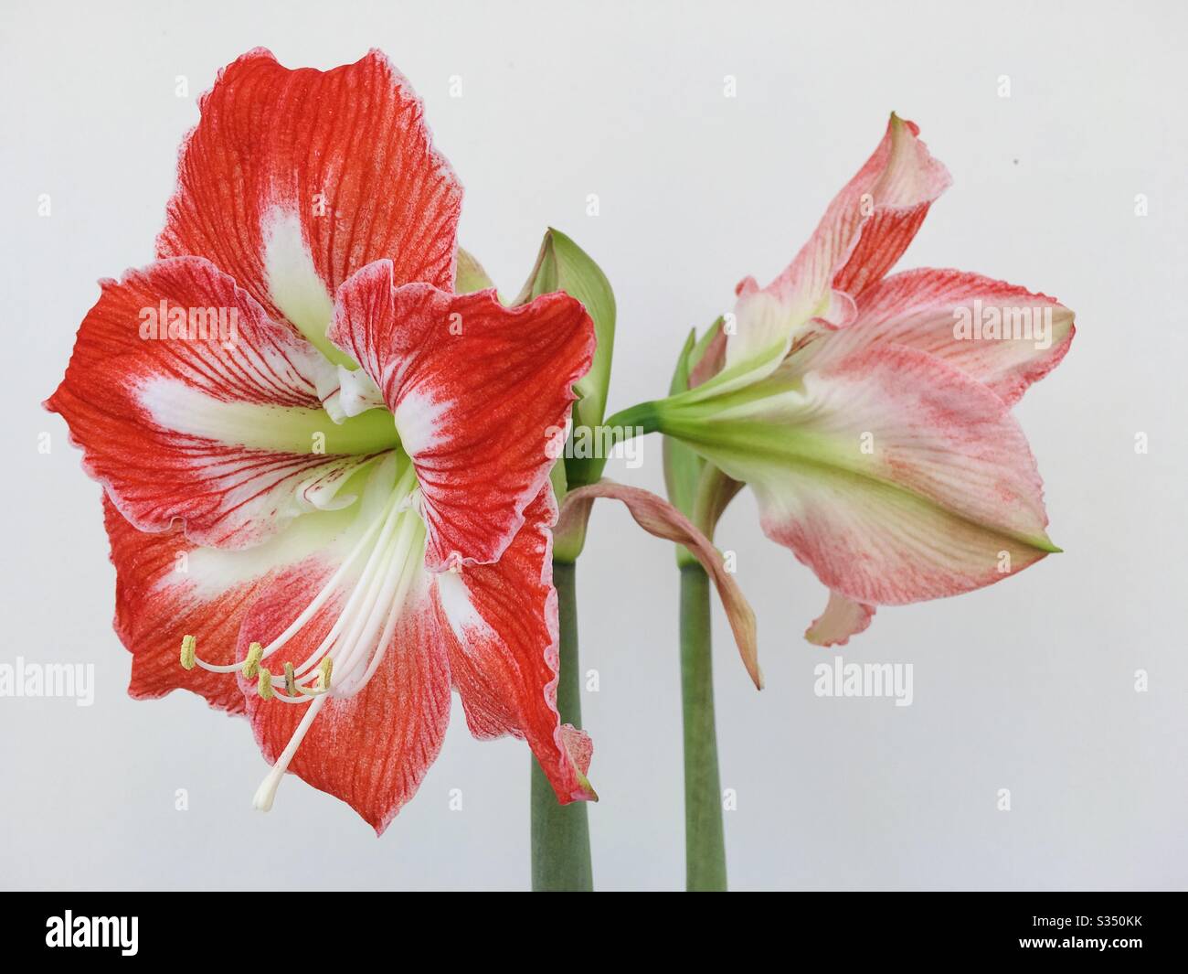 Rosso e bianco amaryllis fiore Foto Stock