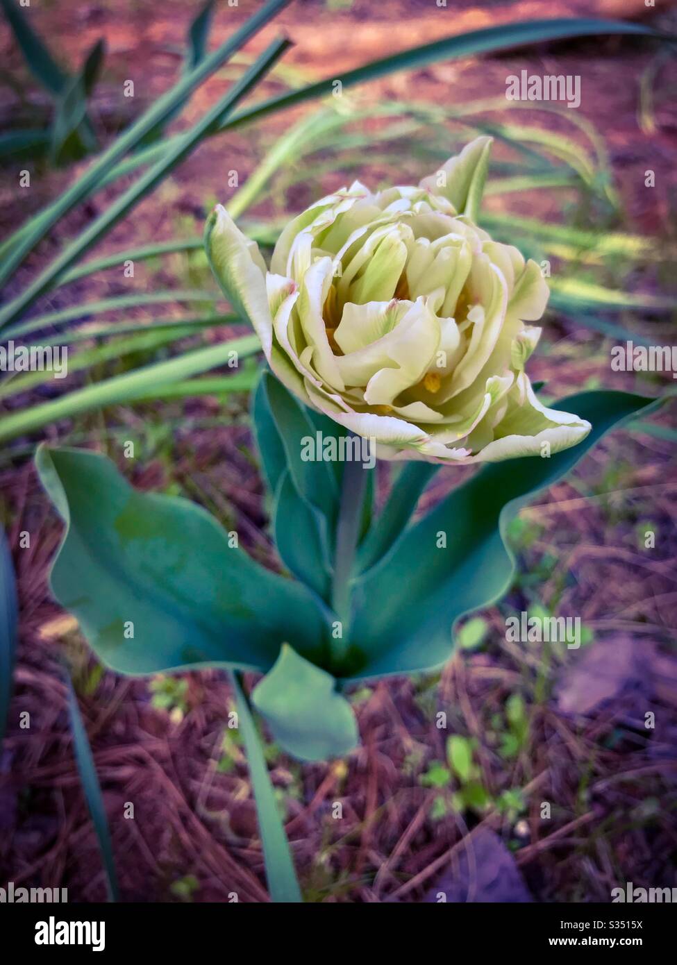 Tulipano di fantasia Foto Stock