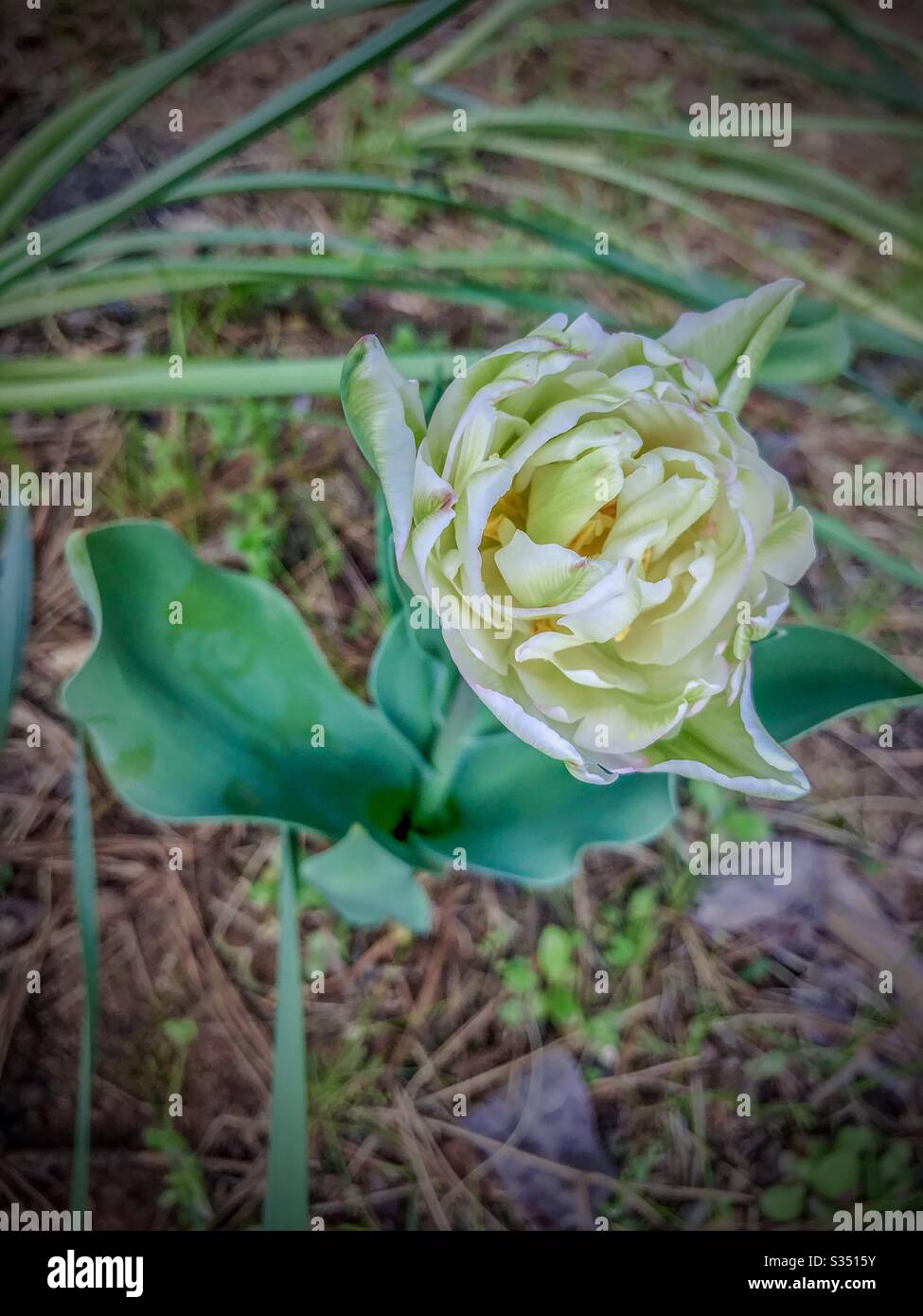 Tulipano elegante Foto Stock