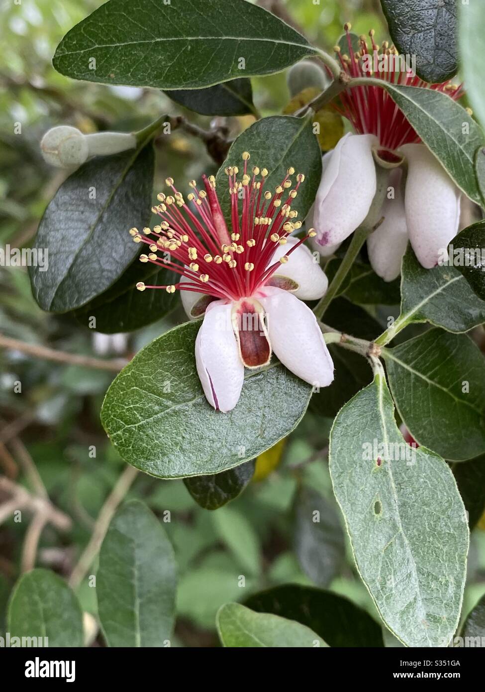 Fioritura colorata di un albero di guava di ananas - Immagine stock catturata con smartphone