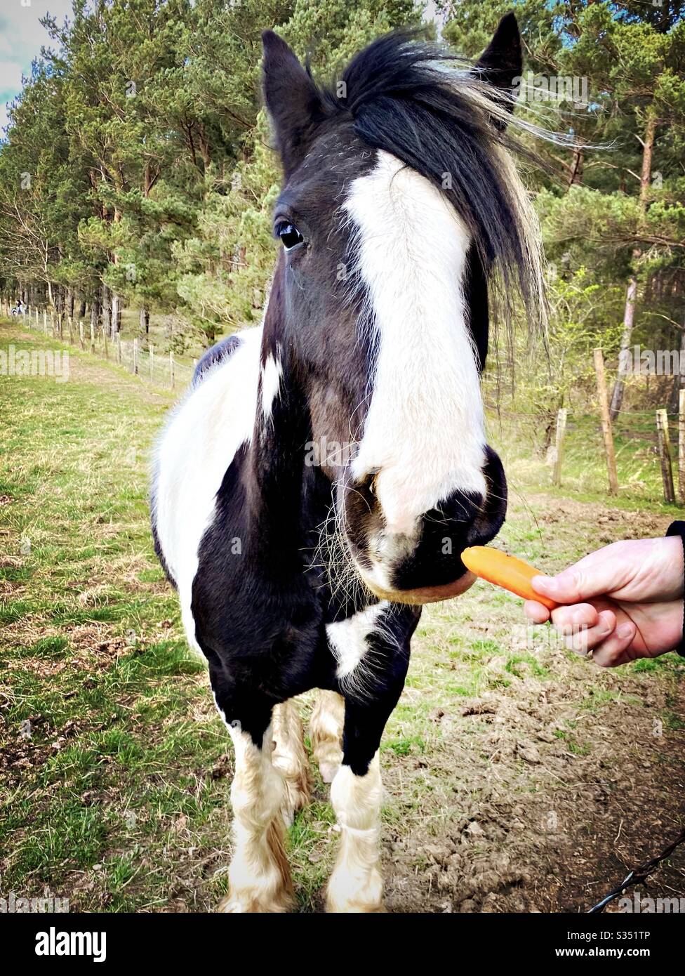 Bellissimo e tranquillo cavallo in un paddock. Ritratto di bestiame domestico in campagna. Vista in primo piano come un uomo alimenta cavallo bianco e nero una carota a mano Foto Stock