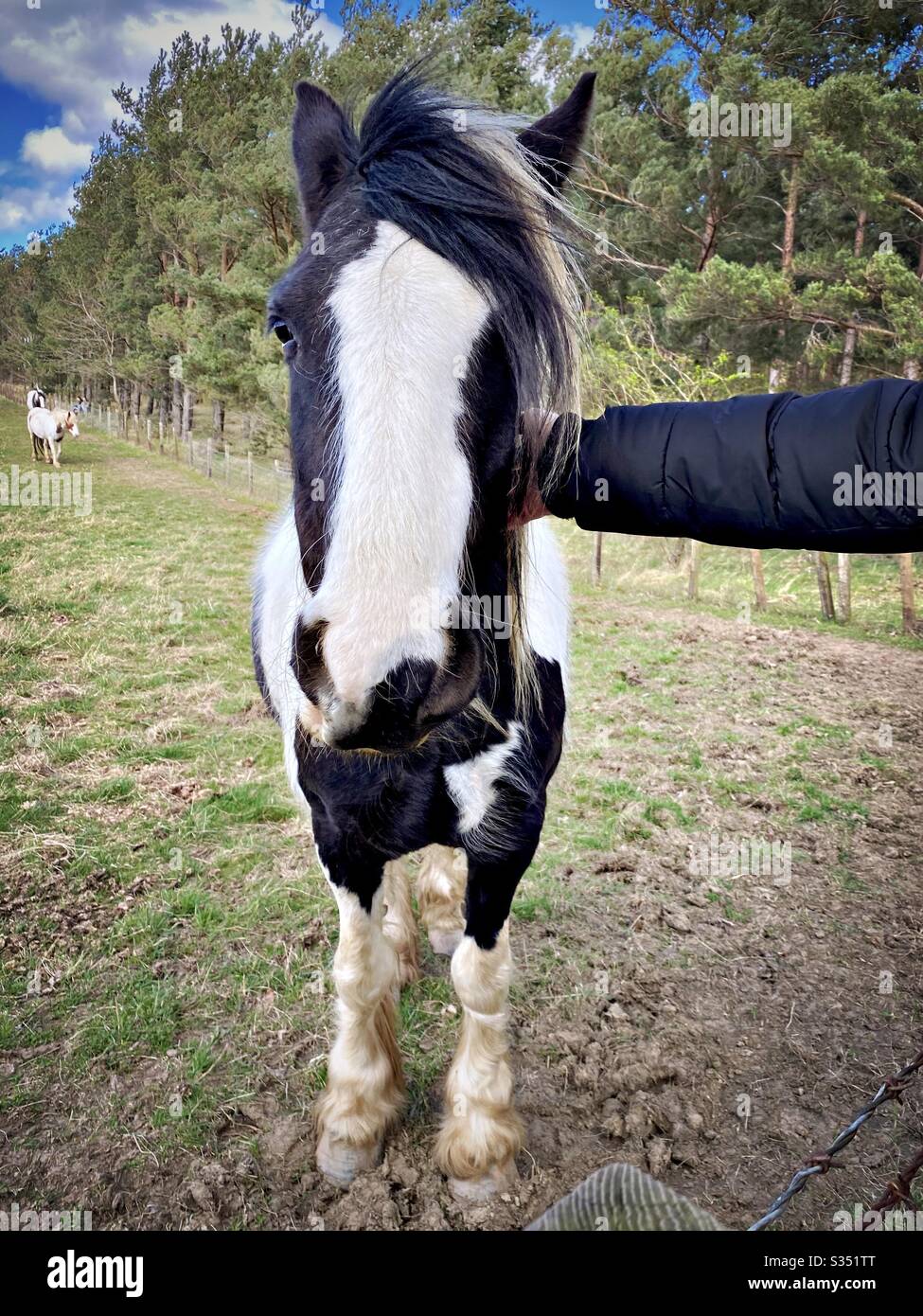 Bellissimo e tranquillo cavallo in un paddock. Ritratto di bestiame domestico in campagna. Mano di un uomo che accarezzava un cavallo bianco e nero su un recinto di filo spinato - Immagine stock catturata con smartphone