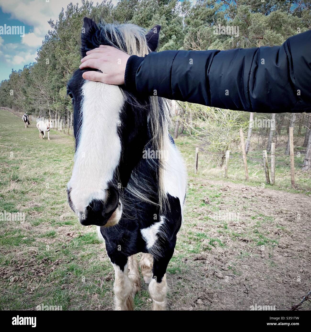 Bellissimo e tranquillo cavallo in un paddock. Ritratto di bestiame domestico in campagna. Mano di un uomo che accarezzava un grosso cavallo su una recinzione - Immagine stock catturata con smartphone