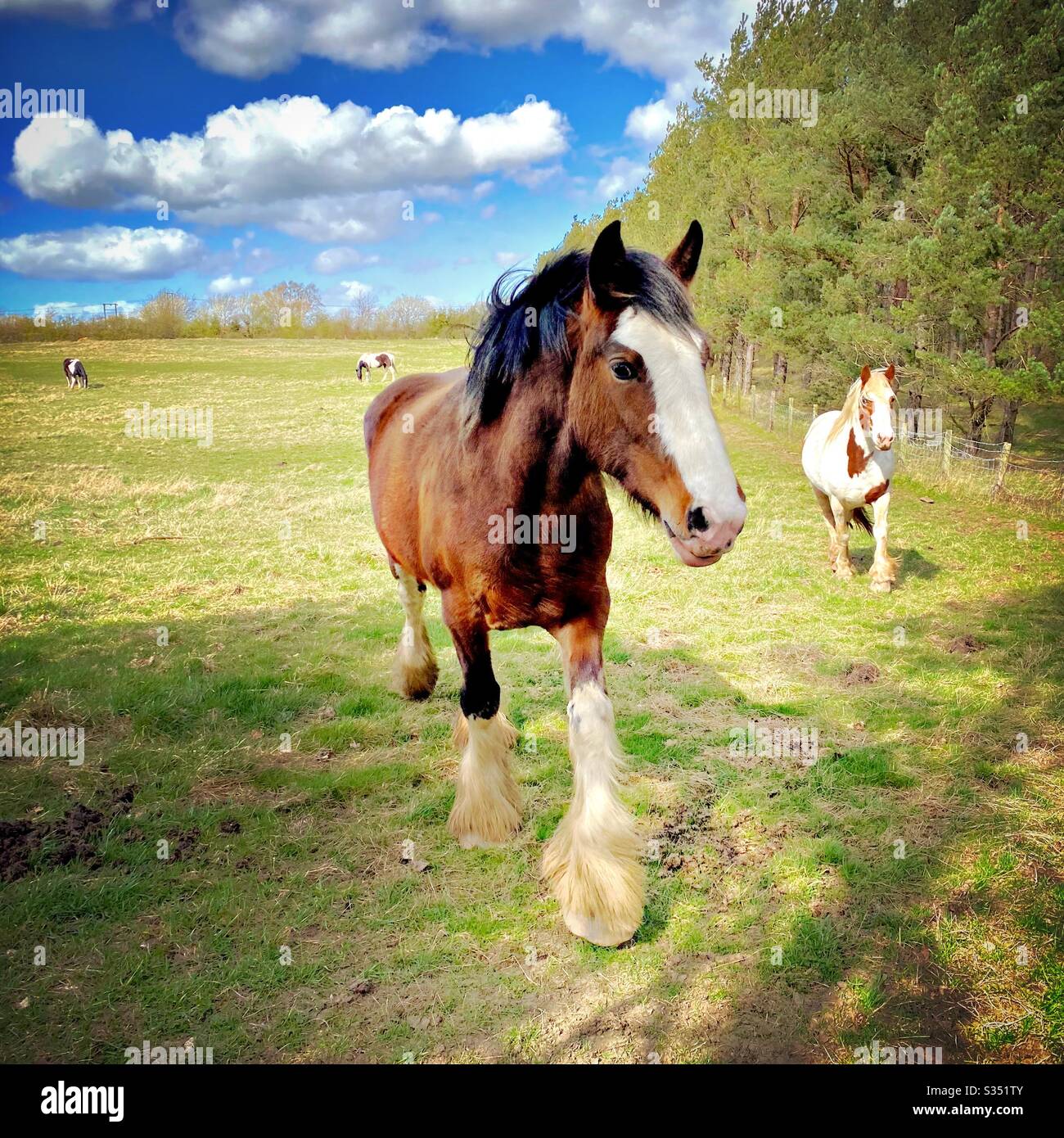 Bellissimo e tranquillo cavallo in un paddock. Ritratto di bestiame domestico in campagna. Grande stallone di castagno che gallegga verso la macchina fotografica - Immagine stock catturata con smartphone