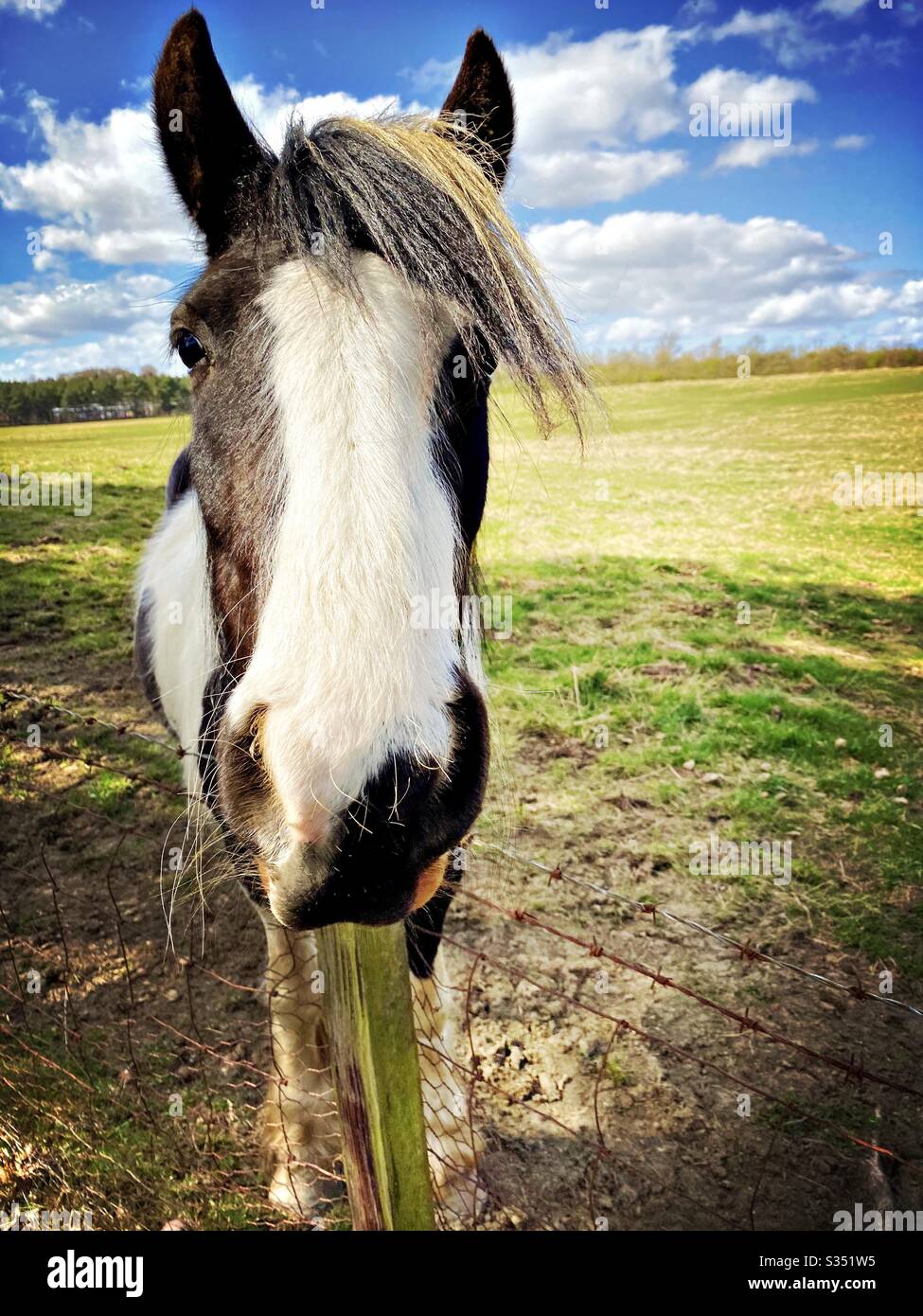 Bellissimo e tranquillo cavallo in un paddock. Ritratto di bestiame domestico in campagna. Ritratto frontale di un cavallo bianco e nero con dettagli della lunga museruola con manna bianca che dà carattere - Immagine stock catturata con smartphone