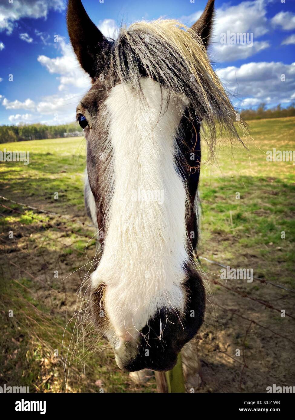 Bellissimo e tranquillo cavallo in un paddock. Ritratto di bestiame domestico in campagna. Ritratto frontale di un cavallo bianco e nero con dettagli della lunga museruola con manna bianca che dà carattere - Immagine stock catturata con smartphone