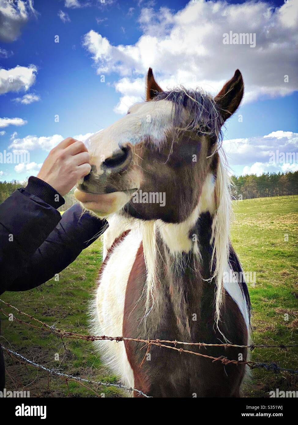 Bellissimo e tranquillo cavallo in un paddock. Ritratto di bestiame domestico in campagna. Mani di un uomo che accarezzava un cavallo su un recinto di filo spinato - Immagine stock catturata con smartphone