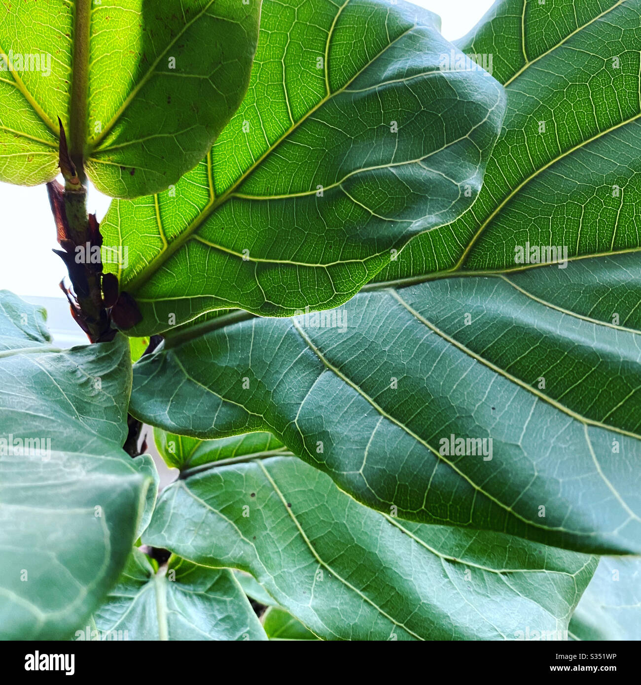 Foglia di violino Fico Artificiale Fico Pianta 1,5 m in vaso Ficus Lyrata Finto Albero Ficus Lyrata Finto per interni Pianta di Ficus Lyrata artificiale in vaso Fico Alberi di fico artificiale
