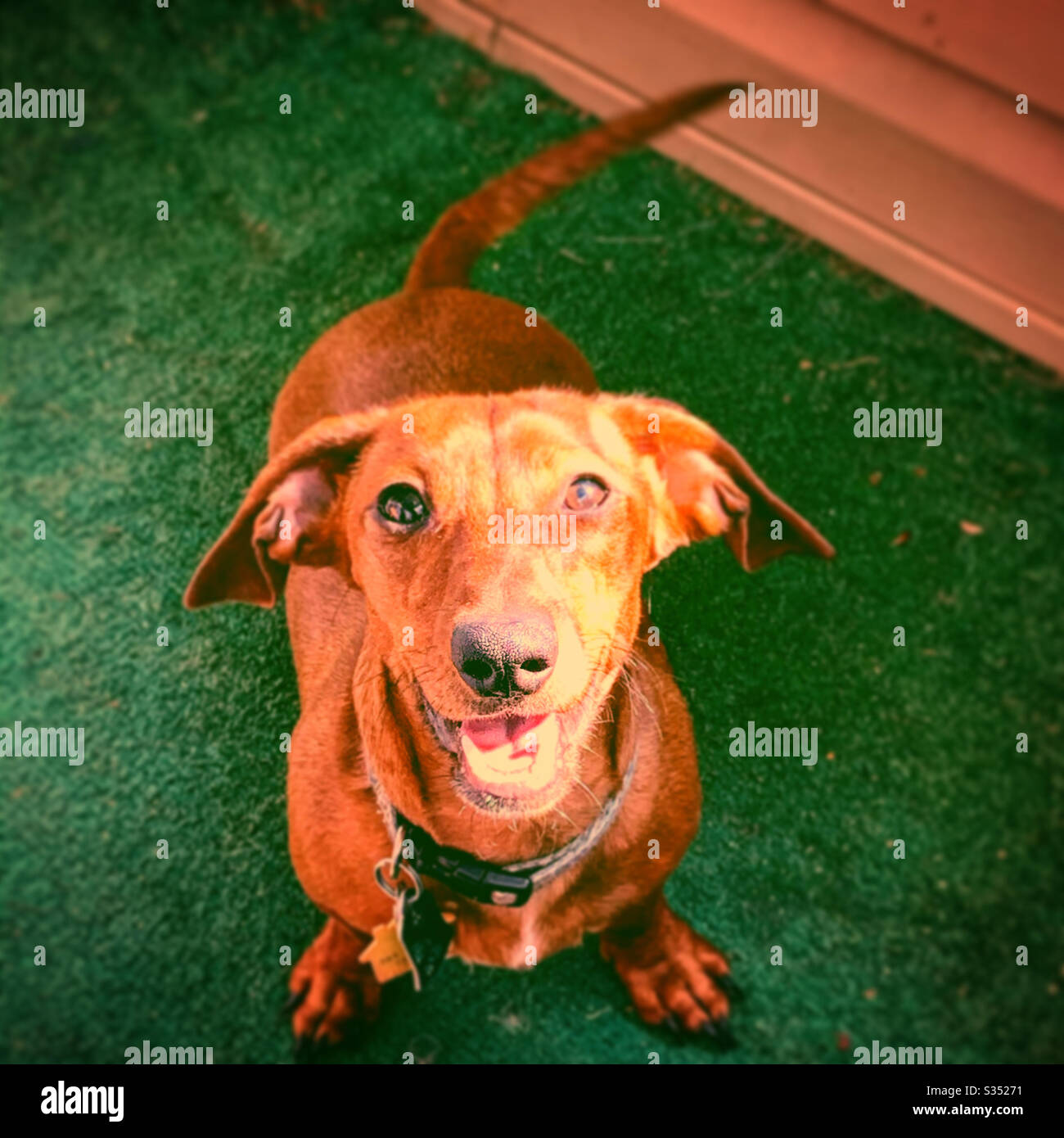 Cane sorridente, felice ed eccitato Foto Stock