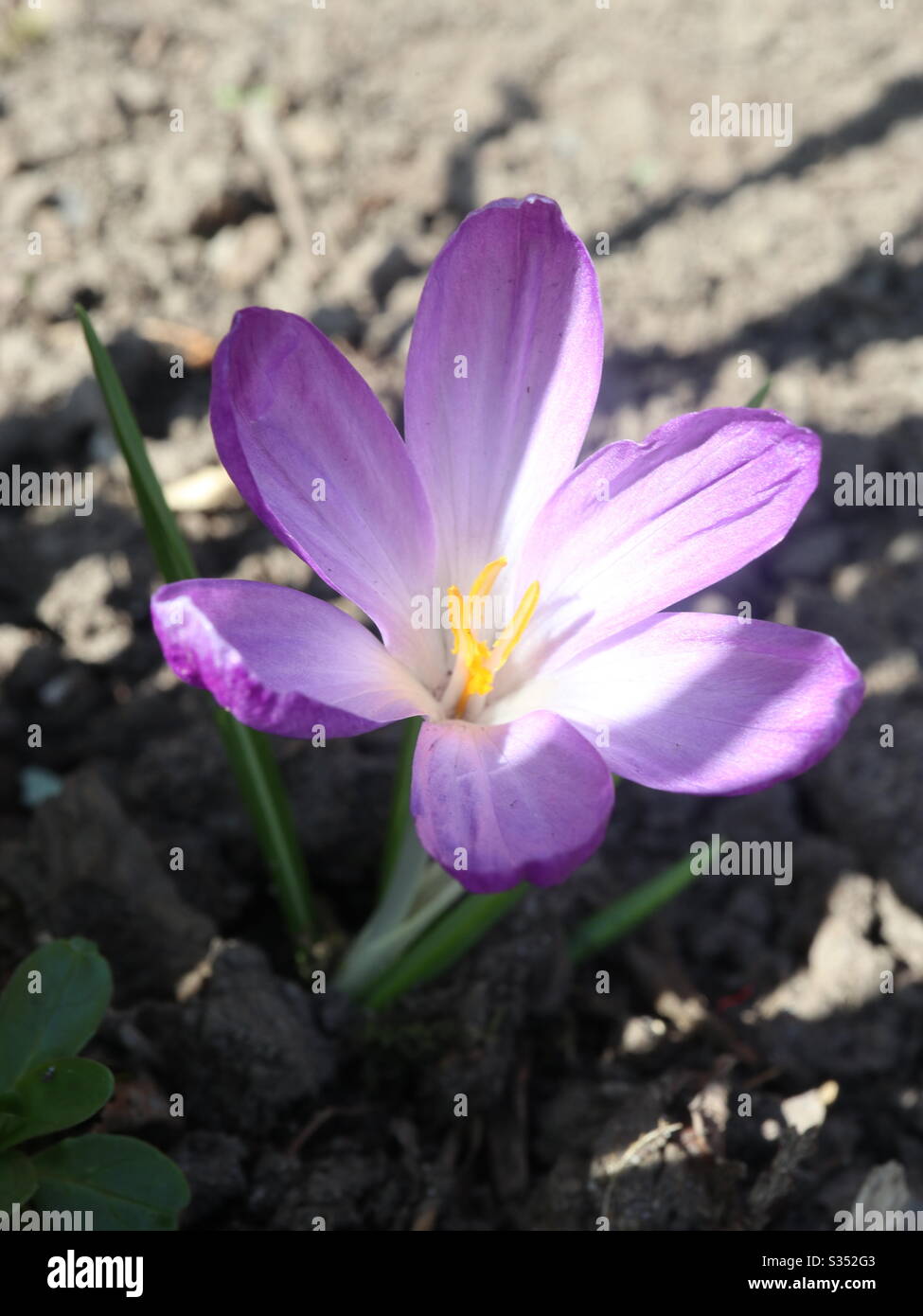 Crocus nel sole primaverile Foto Stock