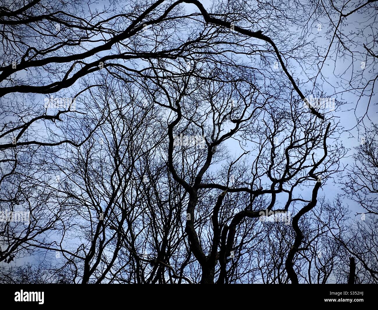 Silhouette di un albero e rami che guardano verso l'alto contro un cielo limpido. All'interno guardando fuori l'immagine di auto isolamento. Foto Stock