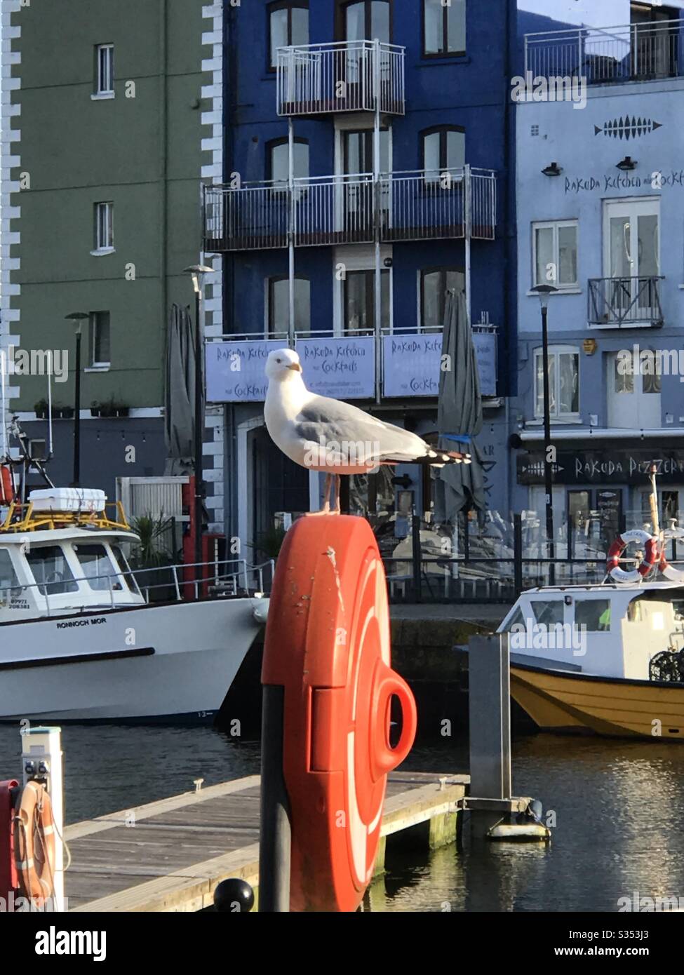 Seagull al Barbican, Marina, Plymouth, Devon Foto Stock