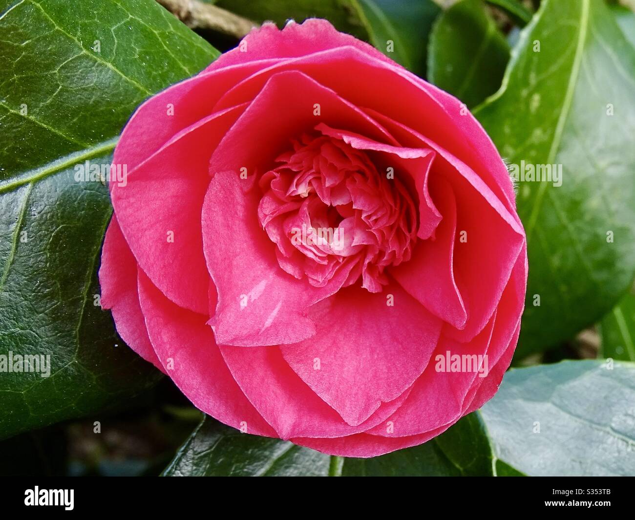 Fiore camelia rosa al sole di primavera Foto Stock