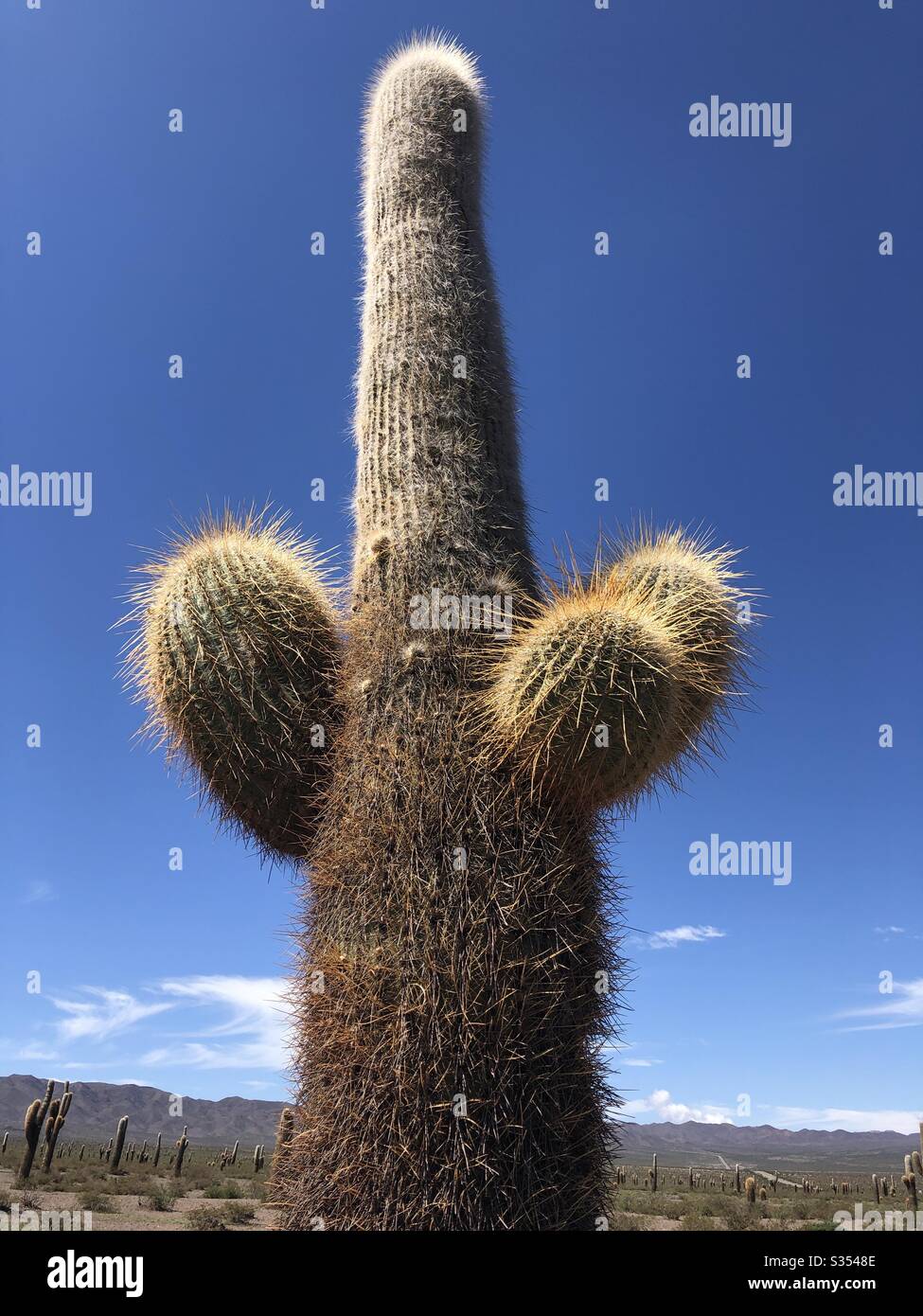 Primo piano di un cactus nella provincia di Jujuy, Argentina. Foto Stock