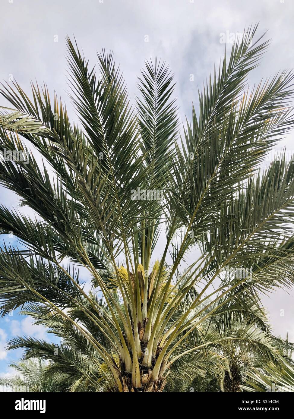 Albero palmo, solo in alto, angolo verso l'alto, molto nuvoloso, primo piano, spazio di copia, primavera, YumaAZ Foto Stock