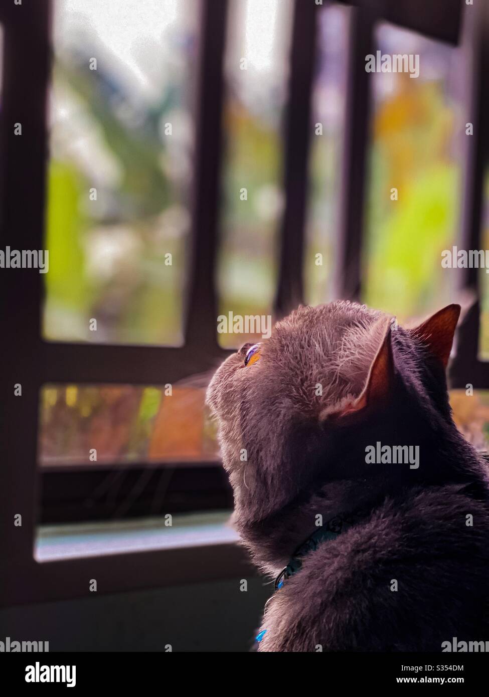 British capelli corti gatto sognante accanto alla finestra Foto Stock