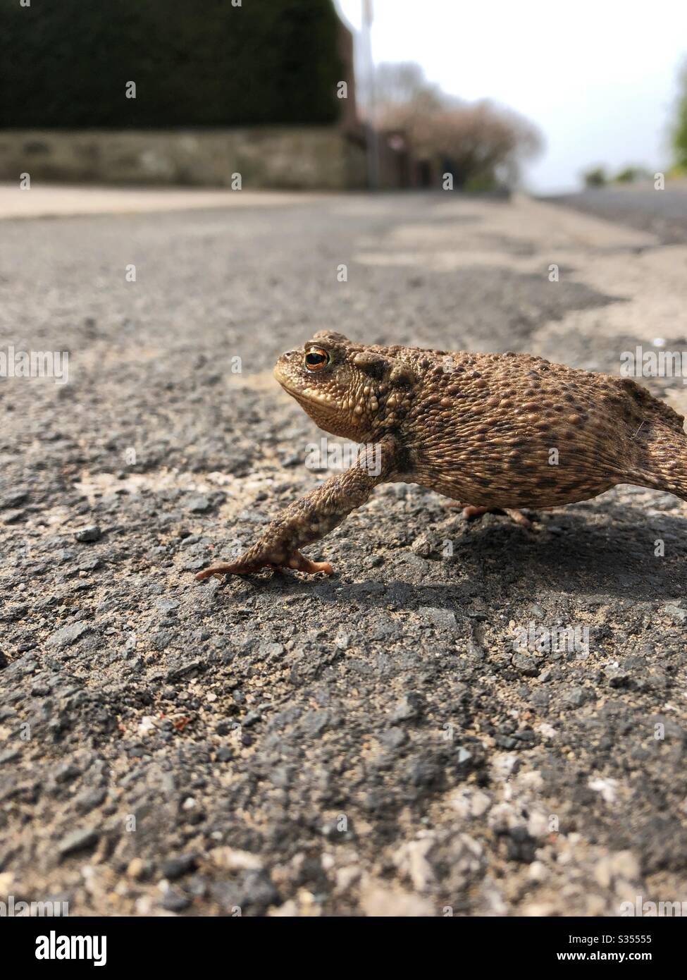 Un toad che attraversa la strada Foto Stock