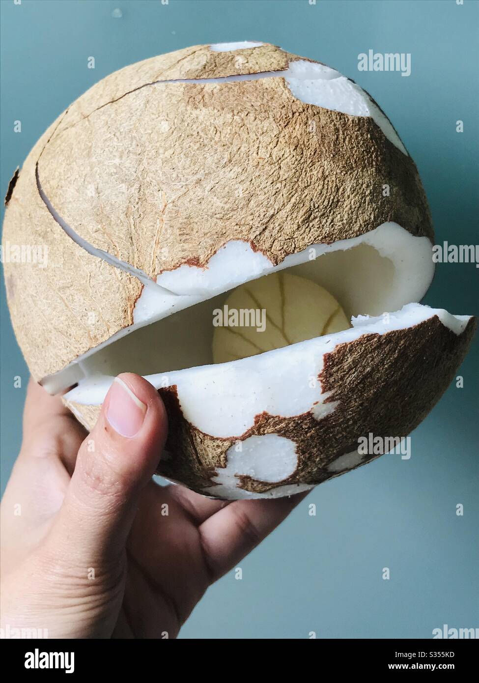 Fresco cracked cocco trovato all'interno di cocco embrione aka cocco Apple, cocco cotiledon- era realmente pronto a sparare alcune foglie, morbido spugnoso & commestibile, ricco di nutrienti, Singapore Foto Stock