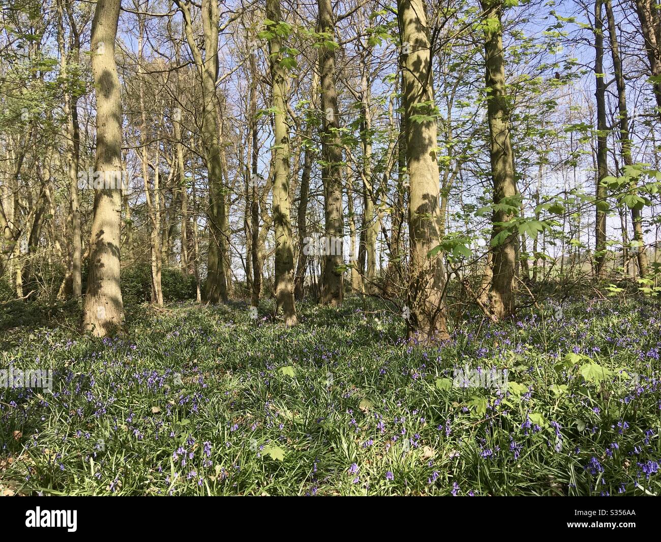 Legno di Bluebell in primavera - Immagine stock catturata con smartphone