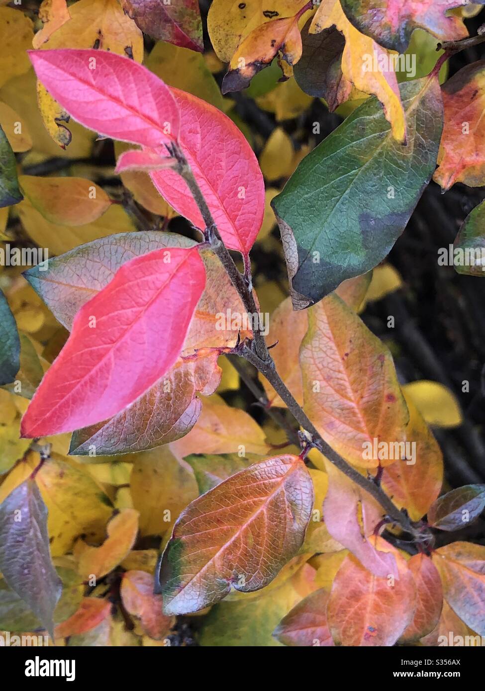 Foglie rosse e arancioni di una cespuglio di siepe Foto Stock