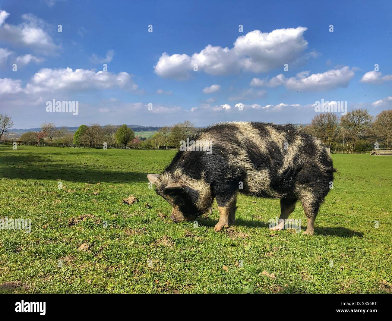 Un maiale che mangia in un campo nello Yorkshire occidentale Foto Stock