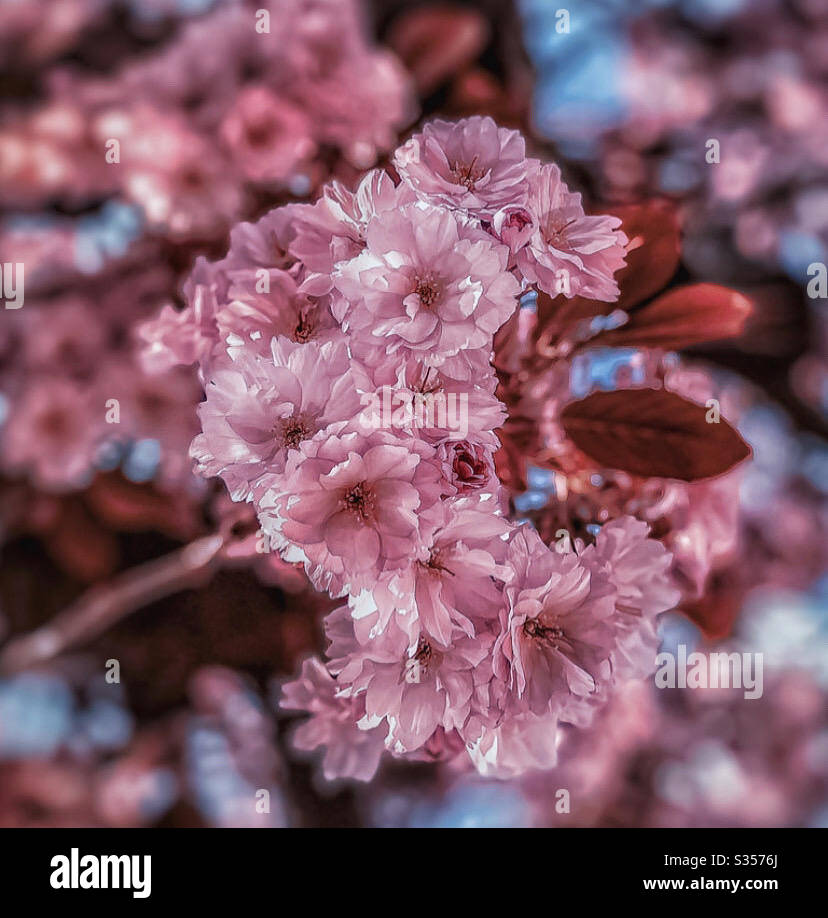 Fiore di ciliegio 🌸 Foto Stock