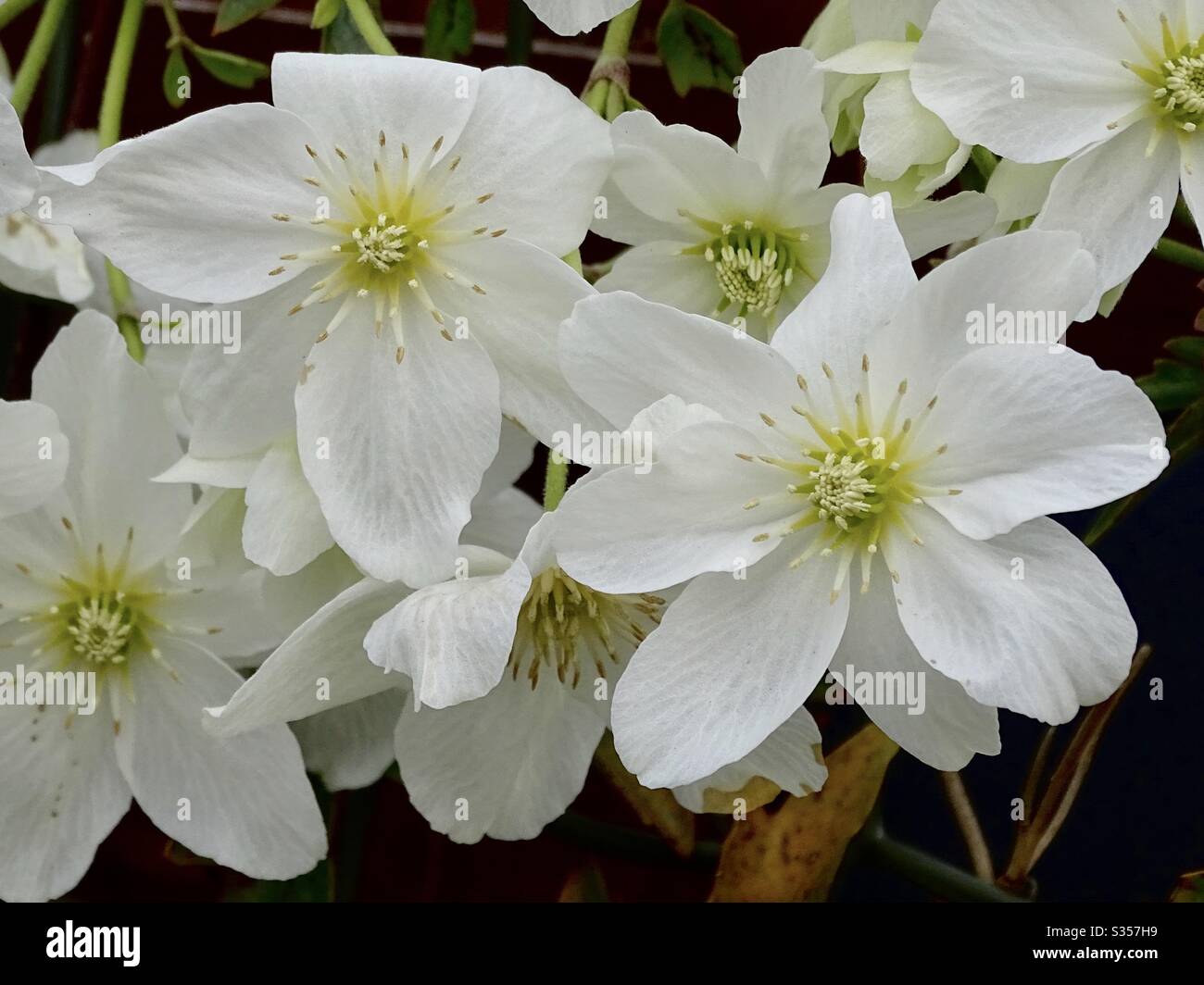 Splendidi fiori bianchi di clematis al sole primaverile in Inghilterra Foto Stock