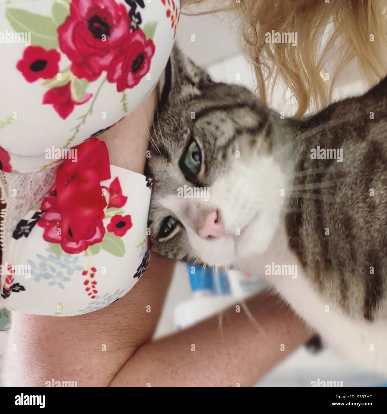 Bagno, solo per il gatto, lo sai! - Immagine stock catturata con smartphone
