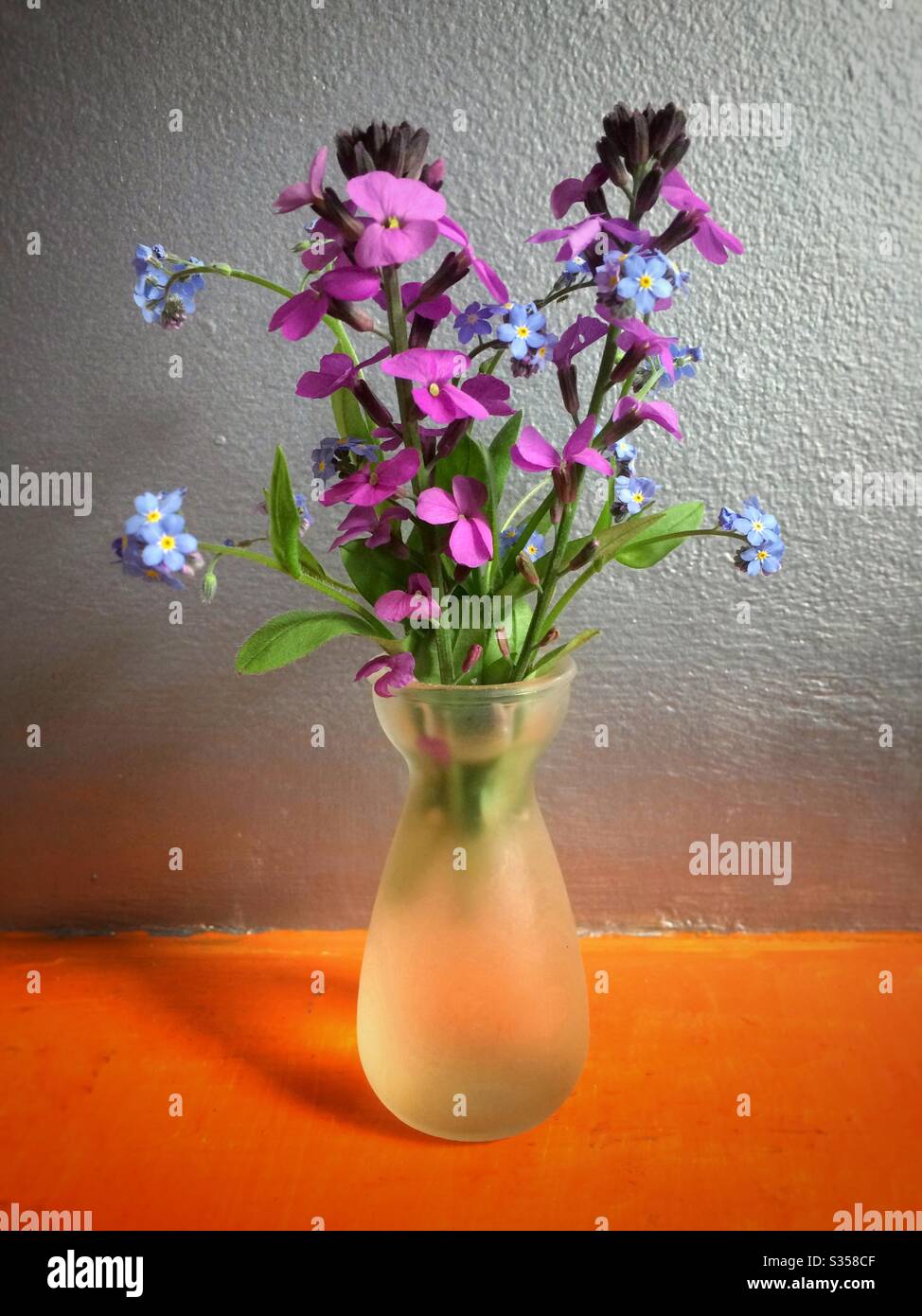 Fiori di sfondo viola e blu dimenticare-me-not in un piccolo vaso su una mensola arancione - Immagine stock catturata con smartphone