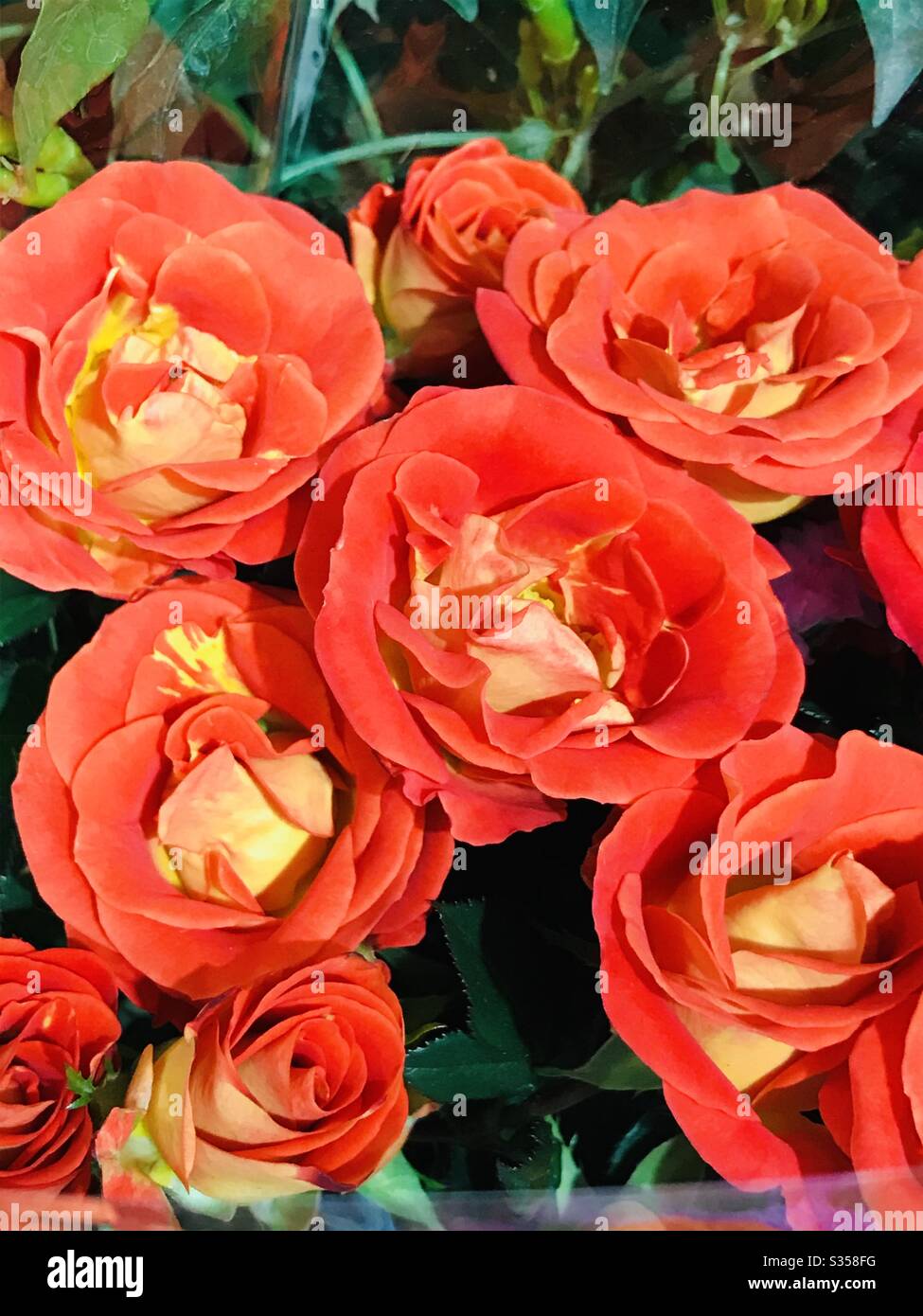 Mazzo di rose arancioni luminose in vendita ! singapore, perfetto per la carta da parati dall'aspetto spettacolare Foto Stock