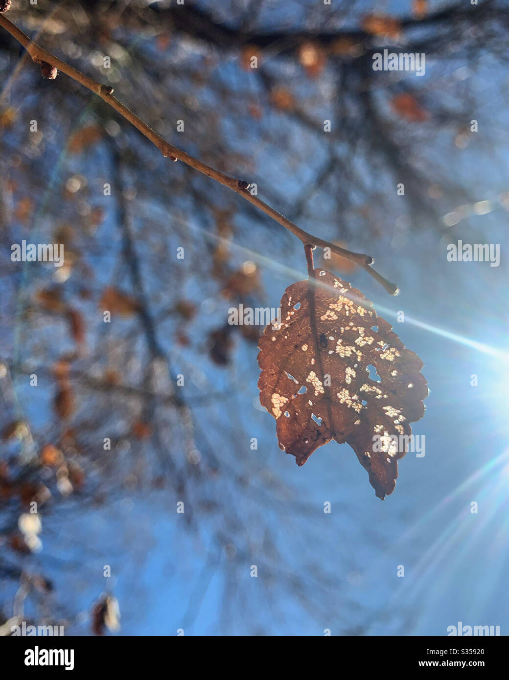 Foglie di oro Foto Stock