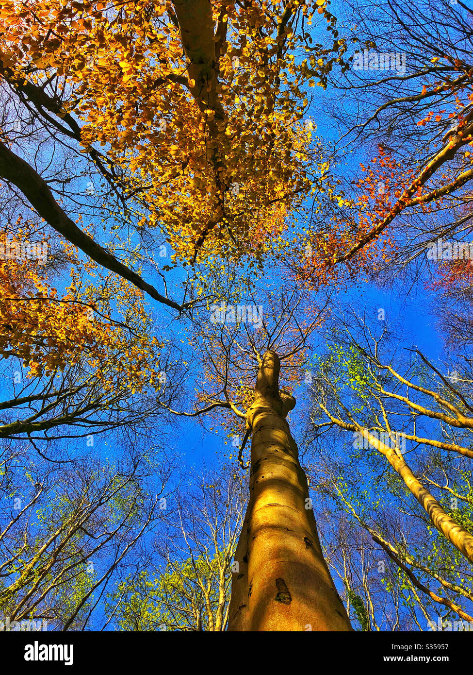 Giovani alberi di faggio che crescono verso un cielo blu a Springtime, aprile. Foto Stock
