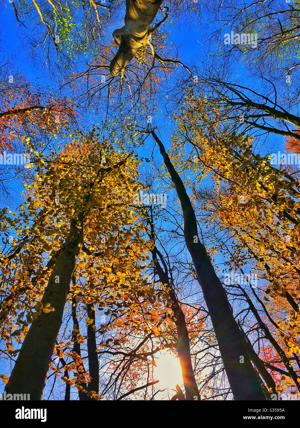 Nel tardo pomeriggio luce solare attraverso giovani faggi, aprile. Foto Stock